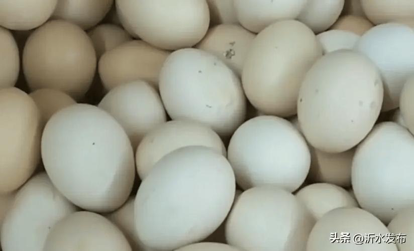 为什么不能吃白壳鸡蛋